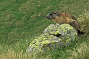 63 Marmotta in uscita pomeridiana